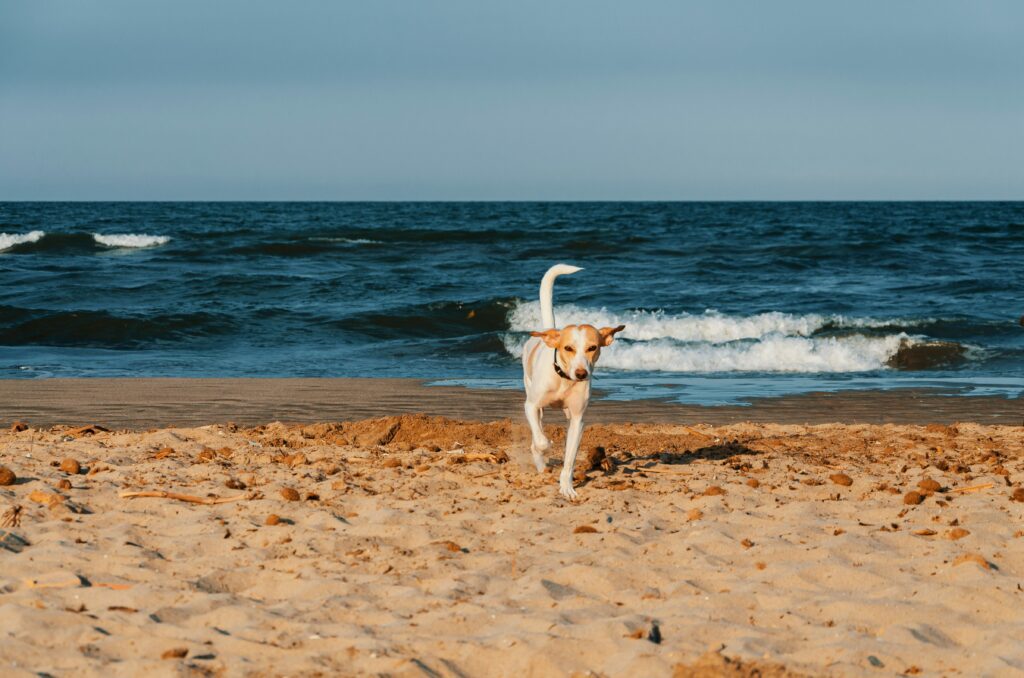 Devo aceitar animais no Airbnb - CASA Home Management