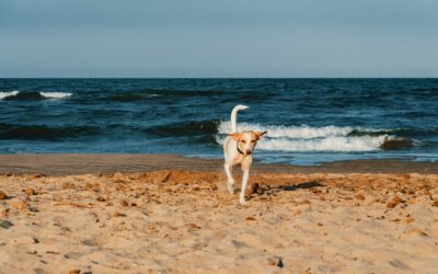 Devo aceitar animais no Airbnb - CASA Home Management